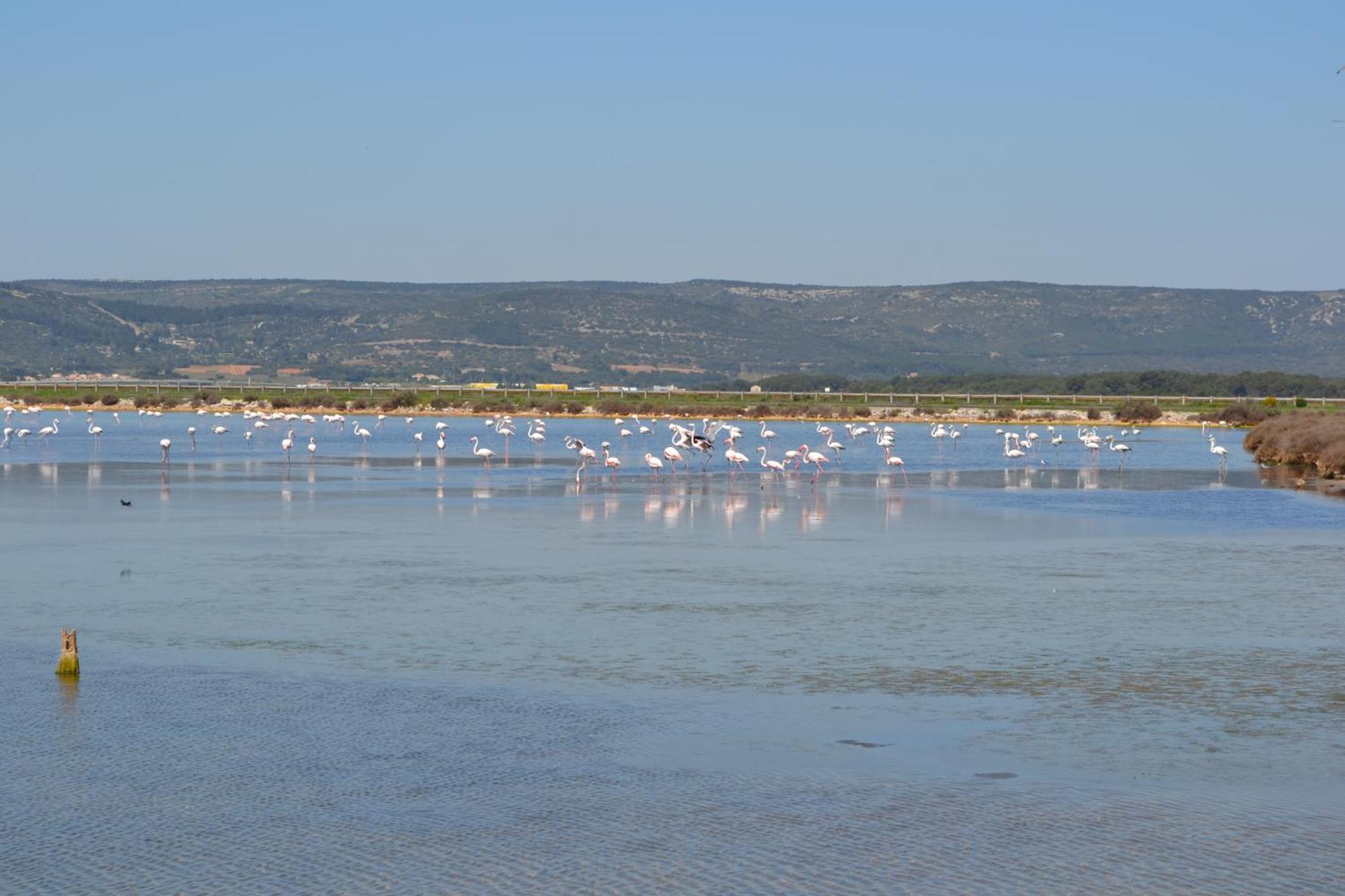 L'Aigrette Bleue Apartment Frontignan ภายนอก รูปภาพ